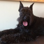 Feminine de Schnauris