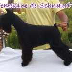 Feminine de Schnauris