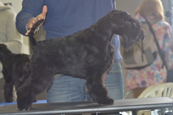 Tula en Talavera 2013 (2)