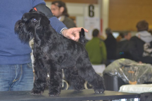 Tula en Talavera 2013 (3)