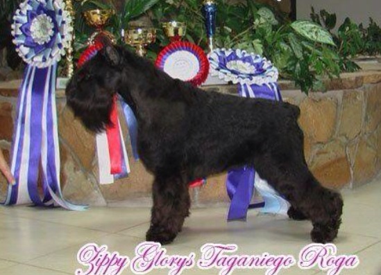 Ch. Zippy Gloris Taganiego Roga