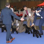 Bilbao 2015. Por la derecha, Bijou de Can Rayo y Canela Fina de Can Rayo