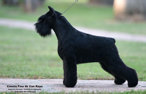 Canela Fina de Can Rayo-Schnauzer Miniatura Negro