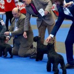 Canrayo Canela Fina Bilbao-2015