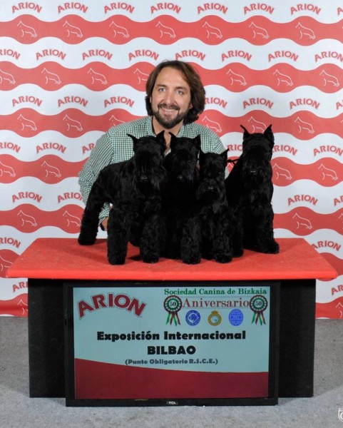 Nuestros Schnauzer Miniatura Negros en Bilbao 2015