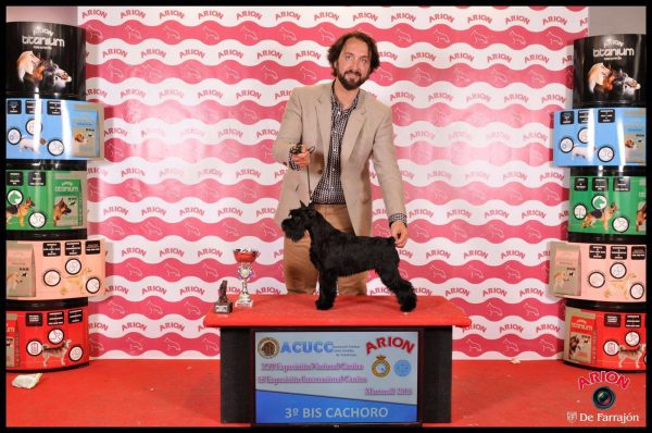 Nacional Martorell 2016 ASTRA FORTUNATA SHOWY SHINE, 3 BIS cachorros