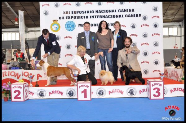 Nacional Martorell 2016 ASTRA FORTUNATA SHOWY SHINE, 3 BIS cachorros