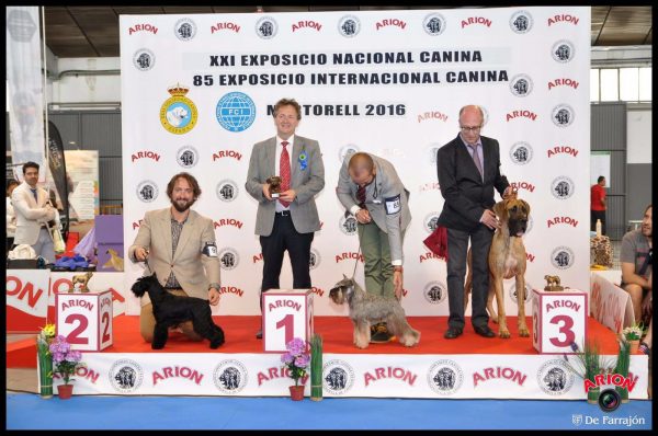 Nacional Martorell 2016 Canela Fina de Can Rayo, segunda Grupo 2