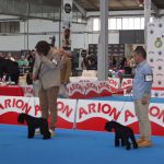 Nacional Martorell 2016 Canela Fina de Can Rayo y Sexy Girl de Aduana