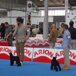 Nacional Martorell 2016 Canela Fina de Can Rayo y Sexy Girl de Aduana 