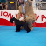 jch-uzi-latoya-del-casa-di-vita-en-ring-talavera-de-la-reina