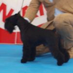 jch-uzi-latoya-del-casa-di-vita-en-ring-talavera-de-la-reina-3