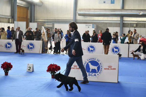 JCh. UZI LATOYA DEL CASA DI VITA “Uzi” en ISPU Alicante 2016