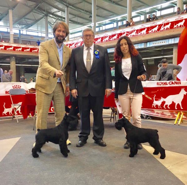 Uzi y Canela CAC CACIB MR BOB y BOS en exposición internacional de Girona 2017 Uzi y Canela CAC CACIB MR BOB y BOS en exposición internacional de Girona 2017