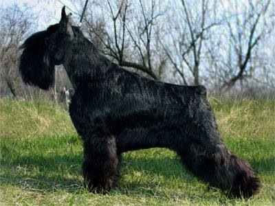 Ch. Gloris Flitin Vision: - Ch. Internacional
- Ch. Rusia
- Ch. Joven Rusia
- Ch. Ucrania
- Ch. Joven Ucrania
- Ch. Eurasia
- Ch. Club
- Ch. Federación Canina Rusa
- Ch. Bielorusia
- Ch. ISPU 2008
- Ch. Bulgaria
- Ch. Macedonia y Balcanes