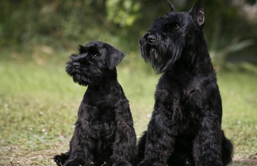 Ego de Can Rayo y su padre Uzi Latoya D’el Casa di Vita - Schanuzer Miniatura Negro