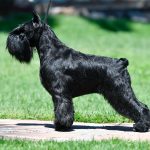 Bijou de Can Rayo-Schnauzer Miniatura Negro