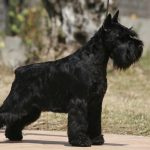 ISPU JCh. Astra Fortunata Ginger Berry de Can Rayo 