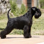 Je Suis Jolie de Can Rayo