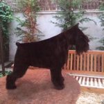 Manoteras Betty Boop-Schnauzer Miniatura Negro