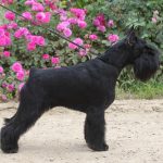 Victorious Star Eseniya 