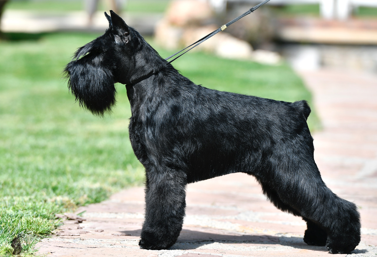 Astra Fortunata Showy Shine de Can Rayo-Schnauzer Miniatura Negro
