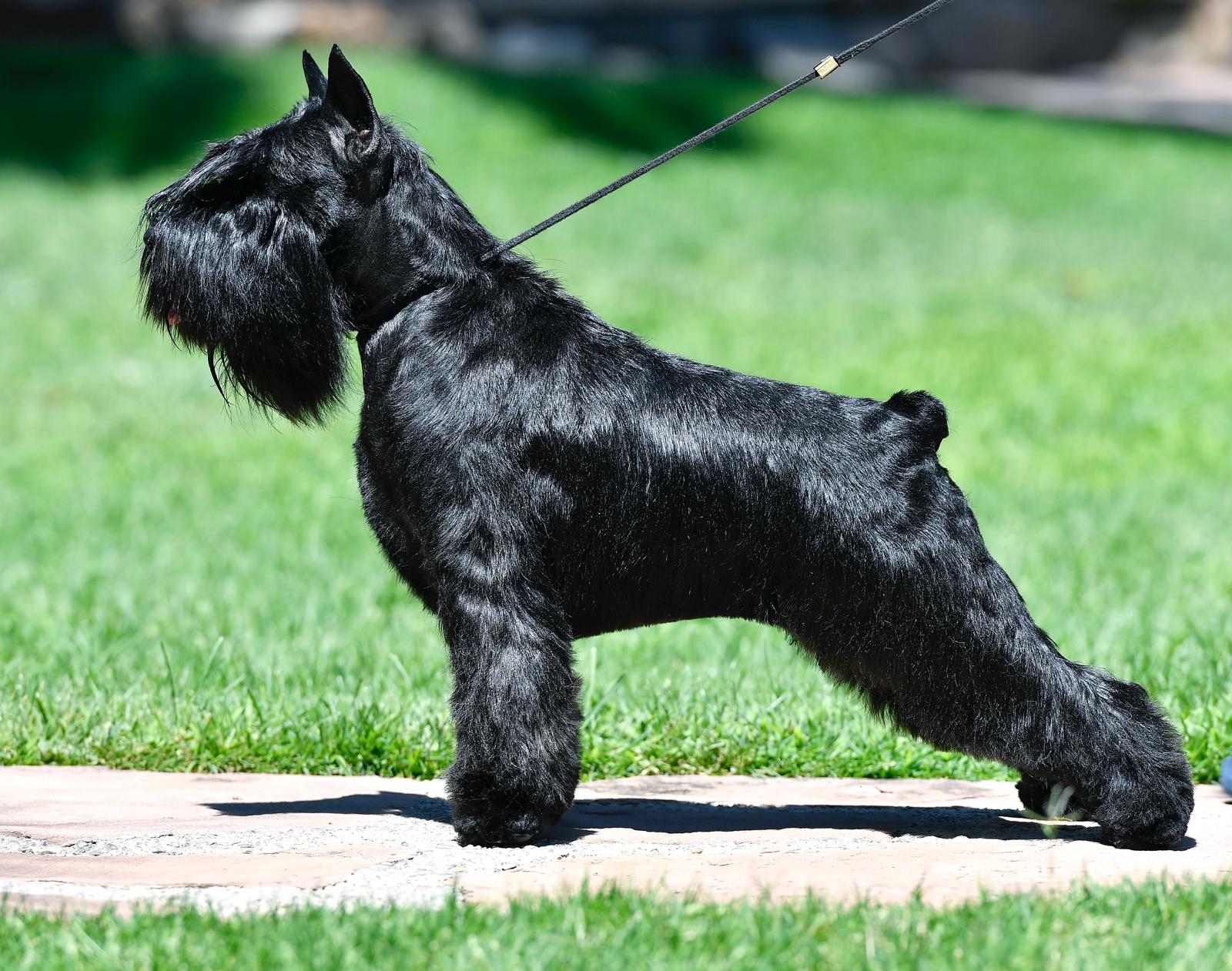 Bijou de Can Rayo-Schnauzer Miniatura Negro