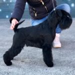 JCh. Tina Turner de Can Rayo