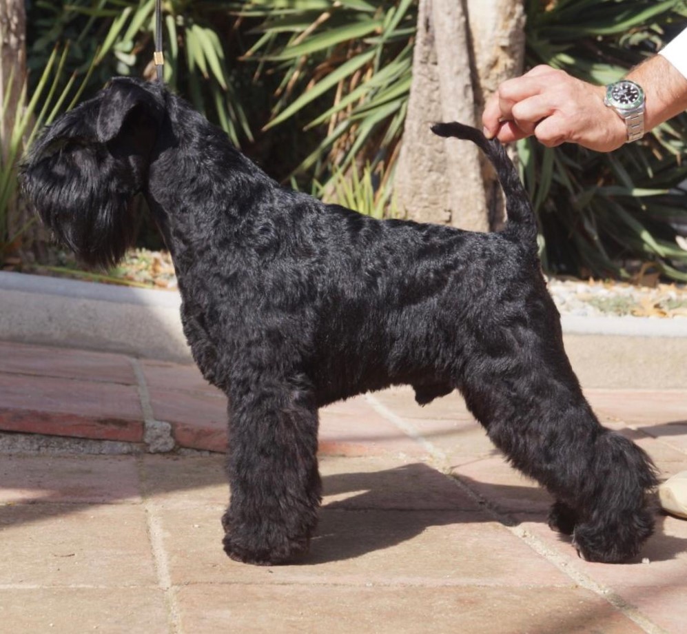 JCh. Cheiw Junior de Can Rayo-Schnauzer Miniatura Negro