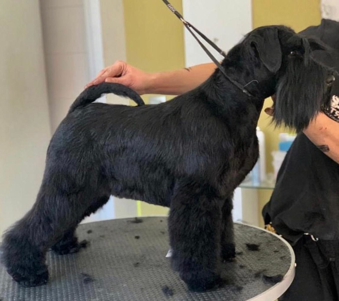 Winner Wish «Wiwi» de Can Rayo