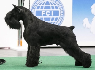 Victorious Star Yago "Uga"