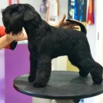 Janet Jackson de Can Rayo - schnauzer miniatura negro