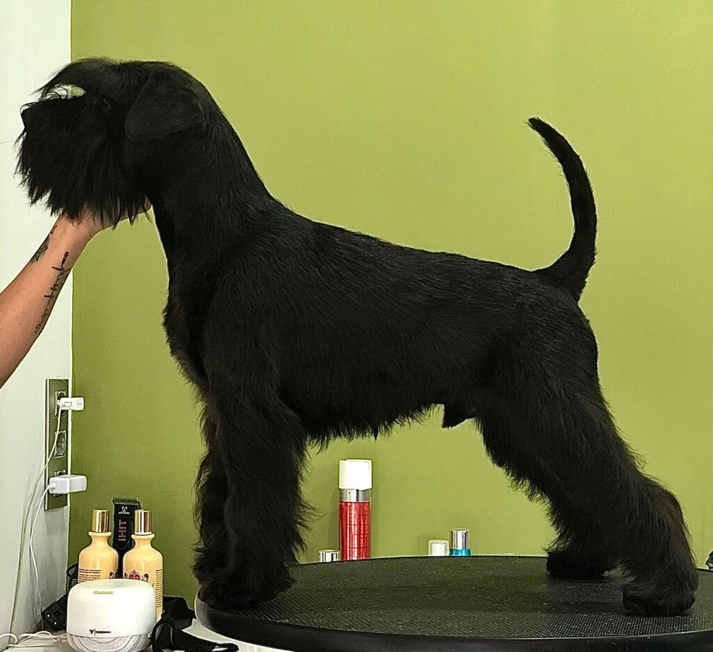 REAL ONE de CAN RAYO “Bruno” (7,5 meses)