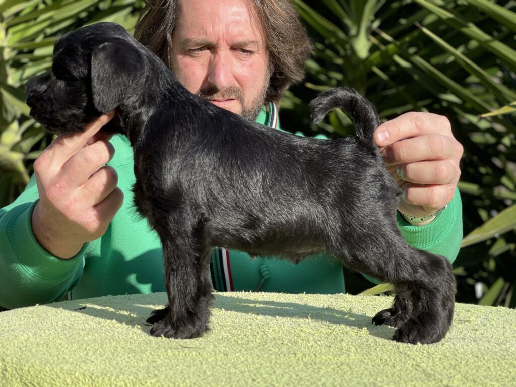 Willy Fog de CAN RAYO “Willy” (2,5 meses)