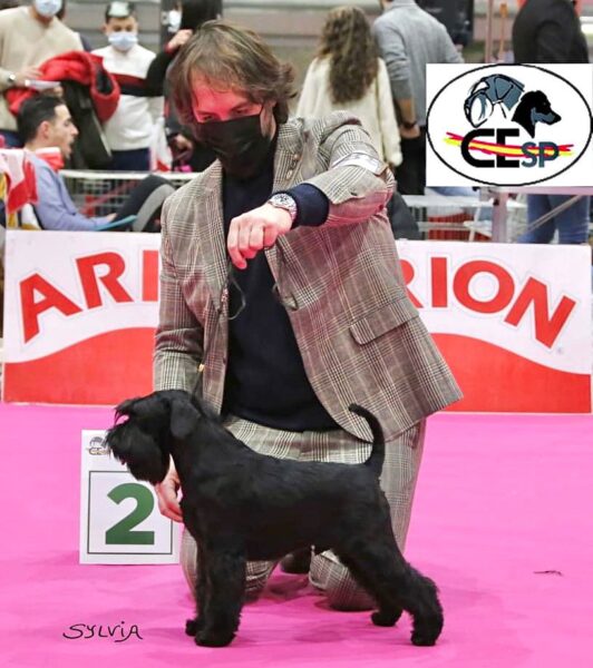 Emerson Fittipaldi de Can Rayo en Alicante 2021 - Schnauzer Miniatura Negro