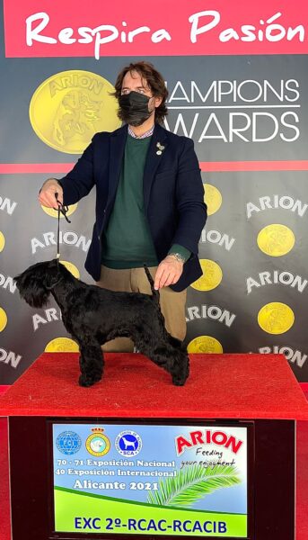 Janet Jackson de CAN RAYO en Alicante 2021 - Schnauzer Miniatura Negro
