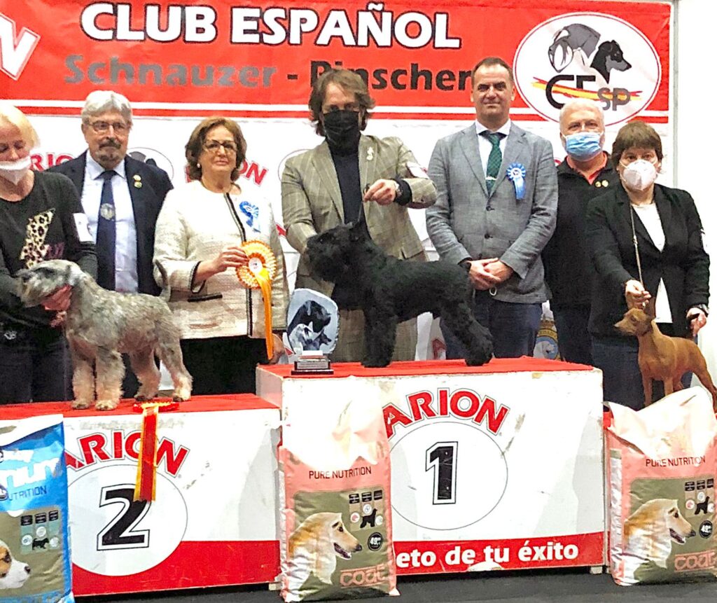 Victorious Star Yago de Can Rayo BIS monográfca CESP Alicante 2021 en podium - Schnauzer Miniatura Negro