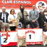 Victorious Star Yago de Can Rayo BIS monográfca CESP Alicante 2021 en podium - Schnauzer Miniatura Negro