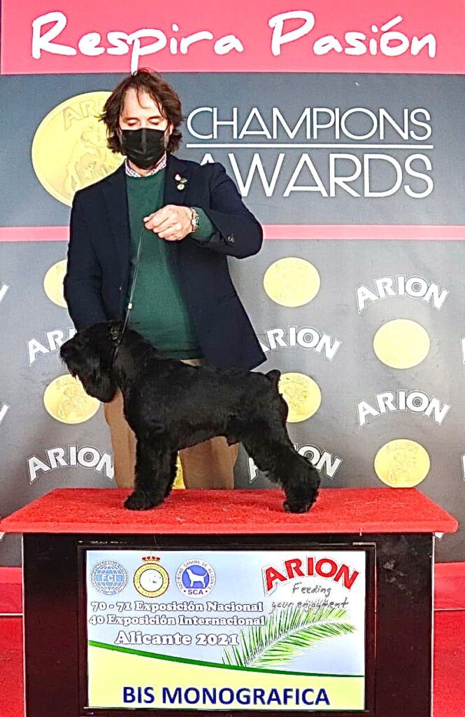 Victorious Star Yago de Can Rayo Best in Show en monográfca del CESP en Alicante 2021 - Schnauzer Miniatura Negro