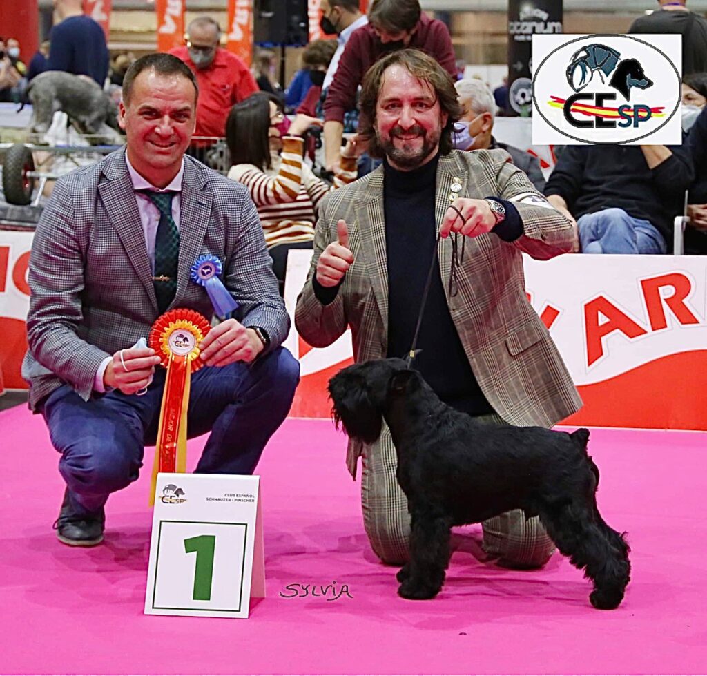 Victorious Star Yago de Can Rayo. ¡Best in Show en monográfca del CESP en Alicante 2021! - Schnauzer Miniatura Negro