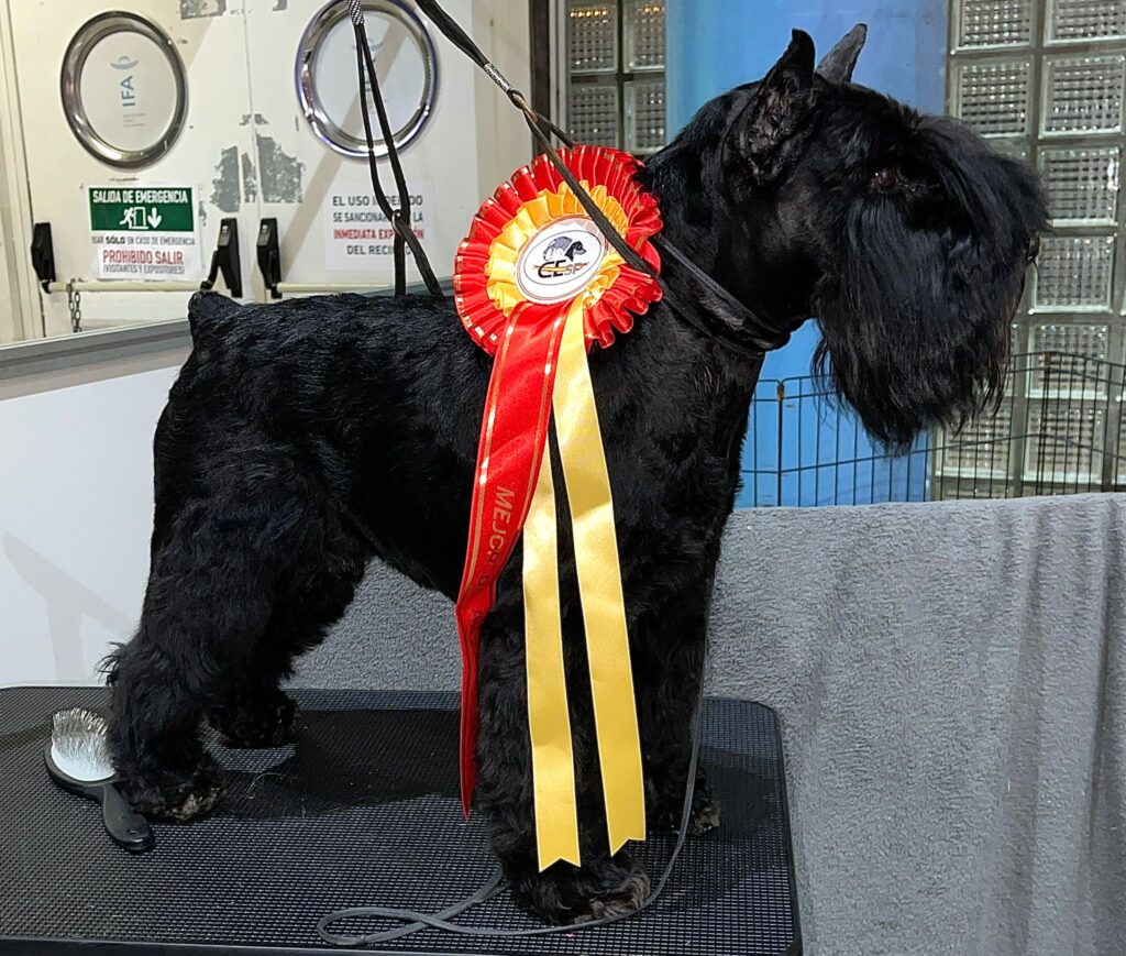 Victorious Star Yago de Can Rayo Best in Show en monográfca del CESP en Alicante 2021