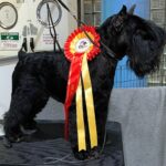 Victorious Star Yago de Can Rayo Best in Show en monográfca del CESP en Alicante 2021