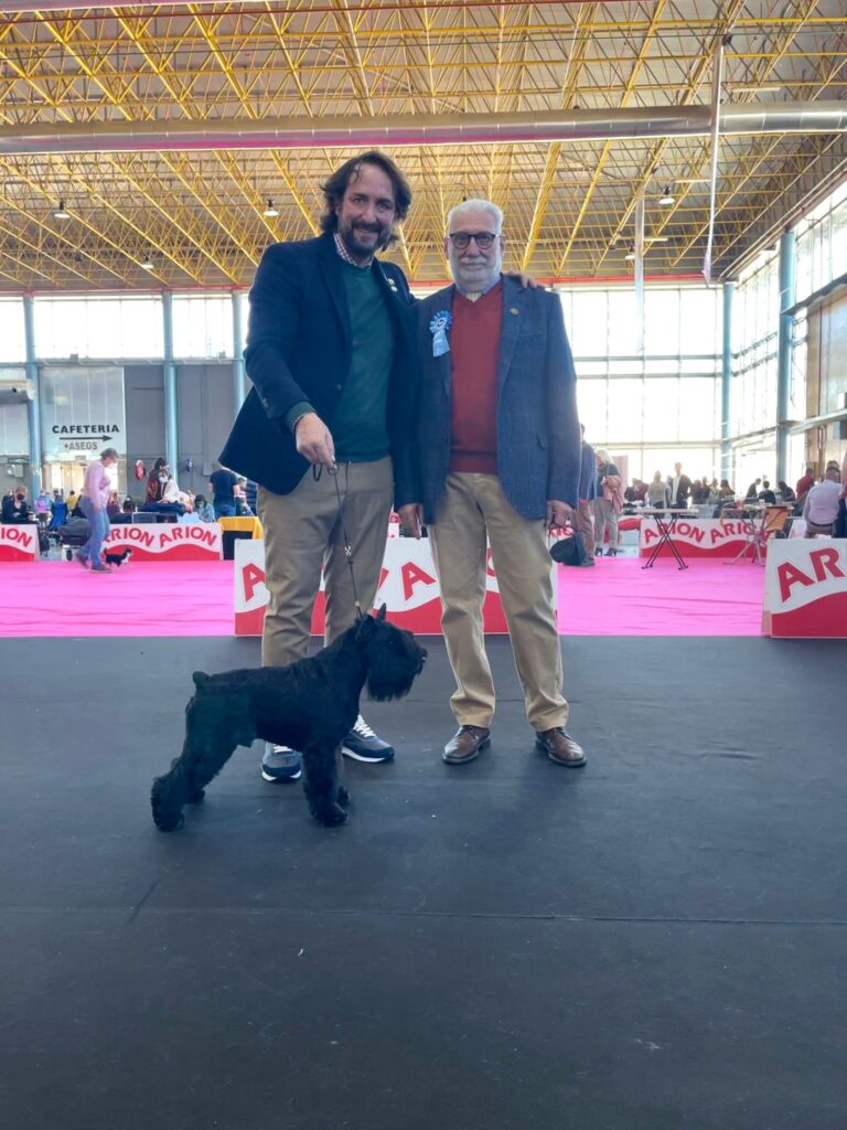 Victorious Star Yago de Can Rayo en Alicante 2021 - Schnauzer Miniatura Negro