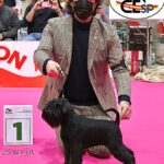 Yoko Ono Lennon de Can Rayo en Alicante 2021 - Schnauzer Miniatura Negro