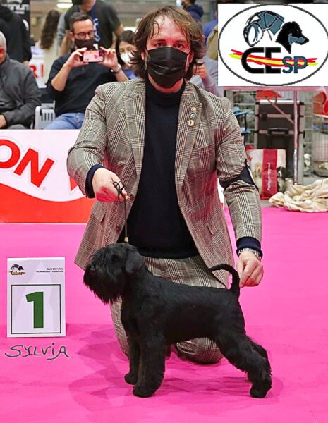 Yoko Ono Lennon de Can Rayo en Alicante 2021 - Schnauzer Miniatura Negro