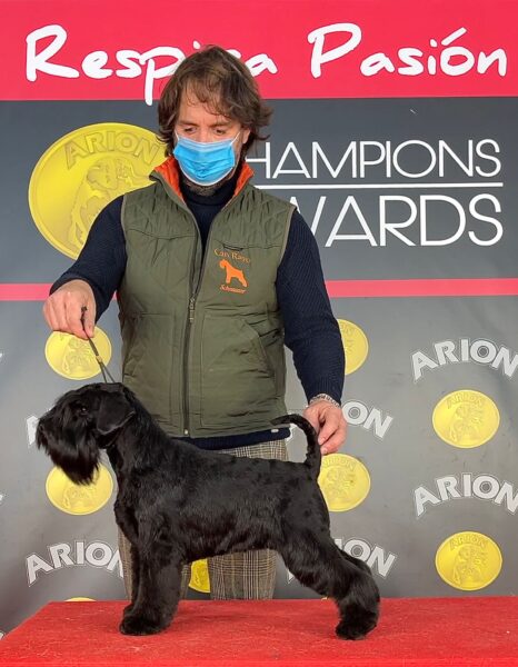 Yoko Ono Lennon de Can Rayo en Alicante 2021 - Schnauzer Miniatura Negro