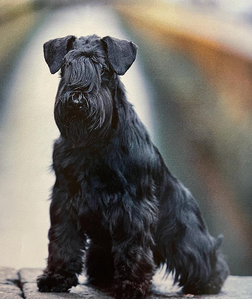 EuCh. & Multi Ch. One Love de Can Rayo-Schnauzer Miniatura Negro