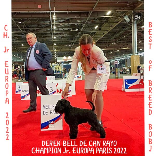 Derek Bell de Can Rayo Campeón junior de Europa 2022 en Paris-Schnauzer Miniatura Negro