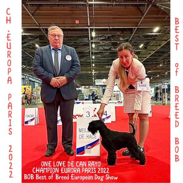 One Love de Can Rayo Campeona de Europa 2022 y Mejor de Raza en Paris-Schnauzer Miniatura Negro