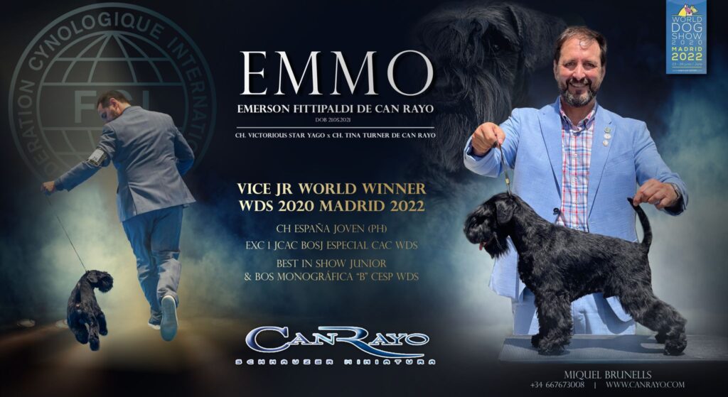 Emerson Fittipaldi de Can Rayo, Subcampeón del Mundo Junior en WDS 2020 (Madrid 2022)-Schnauzer Miniatura Negro